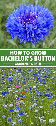 blue flower with text overlay how to grow bachelor's button gardener's path