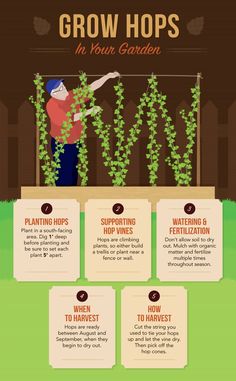 an info poster with the words grow hops in your garden and instructions on how to grow