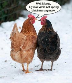 two chickens standing next to each other in the snow