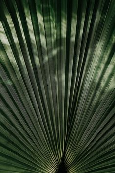 the back side of a palm leaf with its long, thin fronds on it