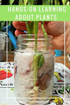 a person holding up a plant in a mason jar with text overlay that reads hands - on learning about plants