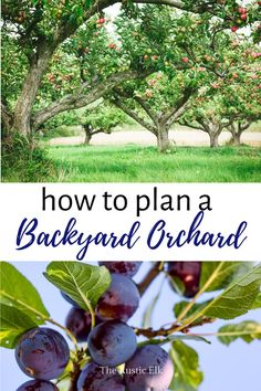 how to plan a backyard orchard in the spring and summer with pictures of fruit trees