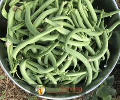 green beans are in a bucket on the ground