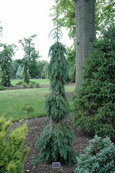 a very tall tree in the middle of some bushes