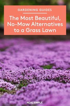 purple flowers with the title gardening guides the most beautiful, no - mow alternatives to