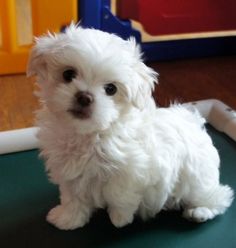 a small white dog sitting on top of a table