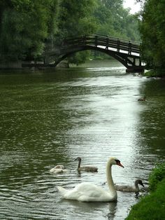 two swans swimming in the water near a bridge