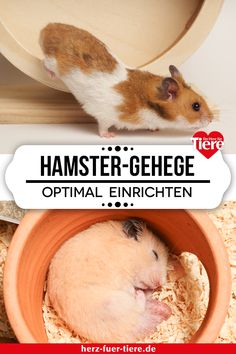 hamster gege optimal enrichten in an orange bowl on top of a white background