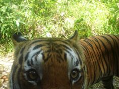 a tiger is looking at the camera in front of some grass and bushes with its eyes wide open