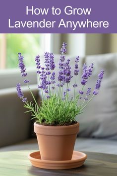 lavender flowers in a pot on a table with text overlay how to grow lavender anywhere