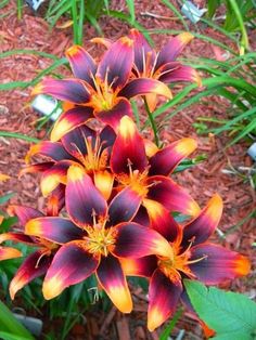 an orange and red flower with green leaves on the ground in front of some grass