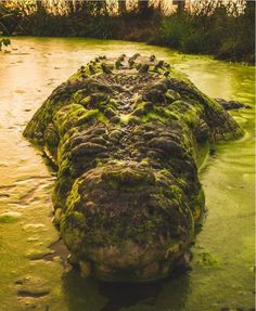 an old, mossy body of water in the middle of a river with green algae growing on it