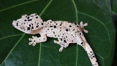 a gecko sitting on top of a green leaf