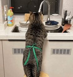 a cat standing on top of a wooden stool in a kitchen next to a sink