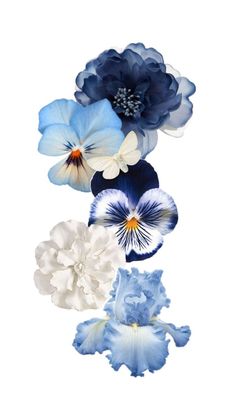 blue and white flowers on a white background