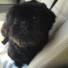 a small black dog sitting in the back seat of a car looking at the camera