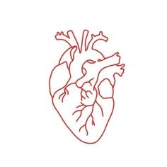 a red line drawing of a human heart