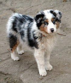 a small dog standing on top of a dirt field