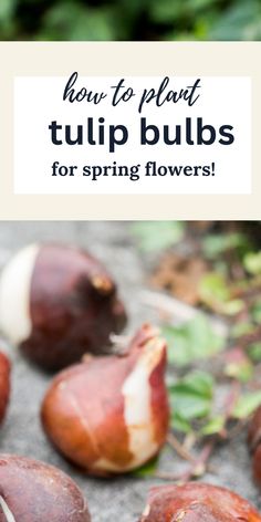 tulip bulbs When To Plant Tulips, Planting Bulbs In Spring, Growing Tulips, Planting Tulips, Lily Bulbs, Tulip Bulbs, Spring Bulbs, Spring Beauty, Small Space Gardening