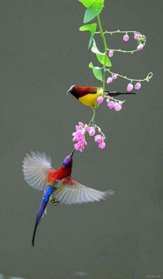 two colorful birds flying next to each other on a branch with flowers in the background