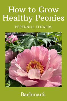 a pink flower with the title how to grow healthy peonies perennial flowers by bachman's