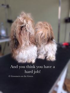 two small dogs sitting next to each other on top of a black table in a room