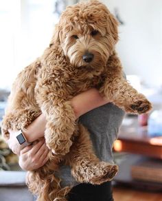 a woman holding a brown dog in her arms