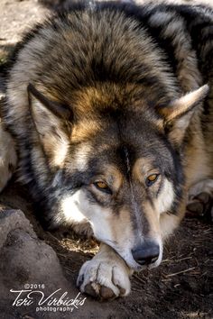 a wolf laying on the ground with his head resting on its paws