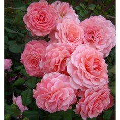 pink roses are blooming in the garden