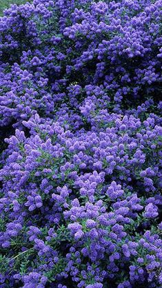 purple flowers are blooming in the garden