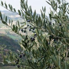 Offer contains (1) Olive Tree in a 1-gallon grower container. Perform best in USDA Hardiness Zones 9-11. Produces small fruit. National Plant Network 1-Gallon White Fruit Olive Tree In Pot (With Soil) | LW1444 Olive Tree In Pot, Olive Plant, Tree In Pot, Single Season, White Fruit, Tree Seedlings, Wisteria Tree, Plant Seedlings, Specimen Trees