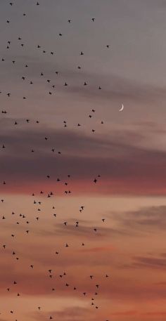 a flock of birds flying in the sky at sunset with a half moon behind them