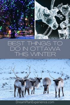 the best things to do in ottawa this winter - dreamplaning experience com