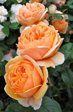 three orange roses blooming in a garden