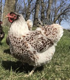 a brown and white chicken standing on top of a grass covered field next to trees