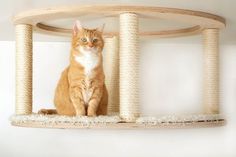 an orange and white cat sitting on top of a scratching post