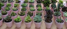 there are many potted plants in the same size and color as they appear on this table