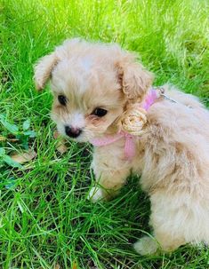 a small brown dog standing on top of a lush green field