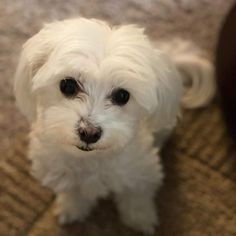 a small white dog sitting on top of a carpet