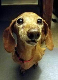 a small brown dog sitting on top of a floor