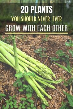 asparagus growing in the ground with text overlay that reads, 20 plants you should never ever grow with each other