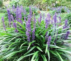 purple flowers are blooming in the garden