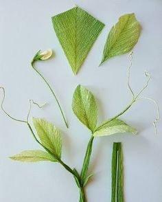 three different types of leaves and stems on a white surface, with one green plant in the middle