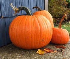 two large pumpkins sitting on the ground next to a blue wall and some leaves