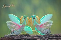 two green and yellow bugs with their heads touching each other's eyes in front of a tree branch