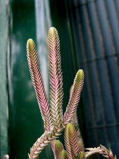 a plant with pink and green leaves in front of a building