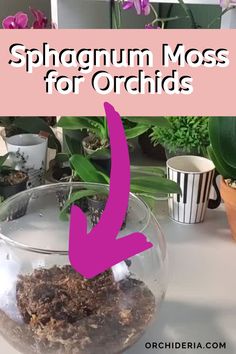 a glass bowl filled with dirt on top of a table next to potted plants