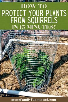 a wire basket filled with green plants and text overlay saying how to protect your plants from squirrels in 15 minutes