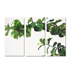 three green leaves on a white background