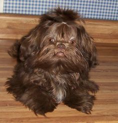 a small brown dog sitting on top of a wooden floor next to a door way